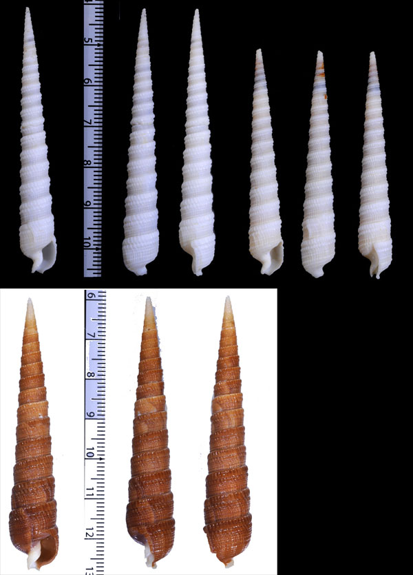カミングギリ Cinguloterebra cumingii small