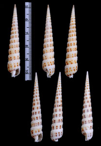 ワイキキタケ Cinguloterebra waikikiensis small