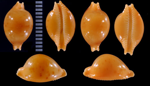 カギバナチドリダカラの東アフリカの型 Pustularia globulus brevirostris deannae small
