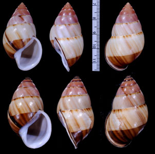 アンナンマレイマイマイ (仮称) Amphidromus inversus annamiticus small