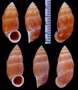 インドヒメオオサナギ Schistoloma funiculata small
