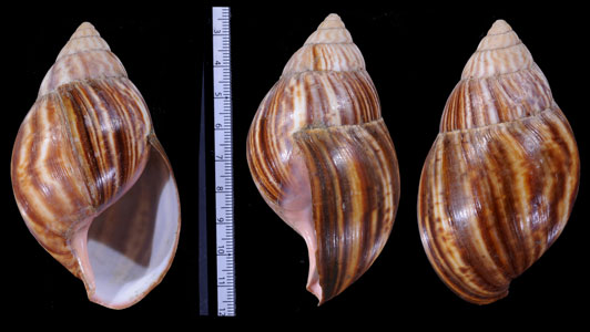イマキュレートアフリカマイマイ (仮称) Achatina immaculata small