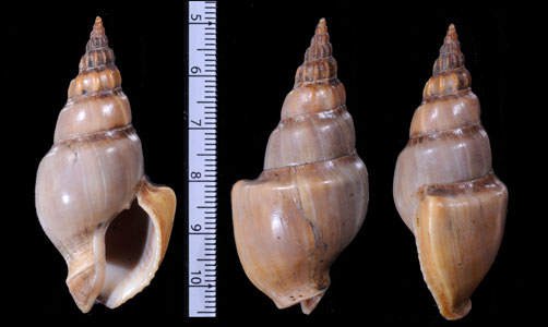 ブットウバイ Northia pristis small