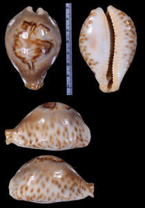 キグチリュウグウダカラ Afrozoila fultoni amorimi small