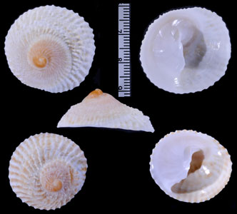 ナンアカリバカサガイ (仮称) Calyptraea helicoidea small