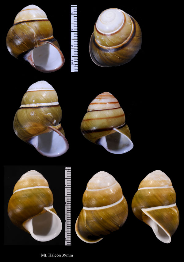 チャスジアオタニシマイマイ Helicostyla florida small