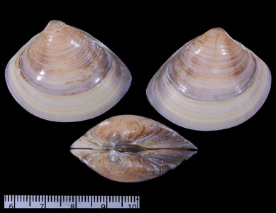 タイワンハマグリ Meretrix meretrix small