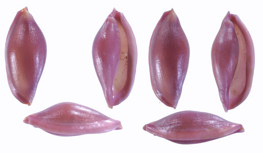 エンバクツグチ Simnia avena small