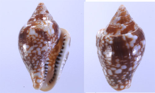 アダンソンアフリカタモト (仮称) Columbella adansoni small