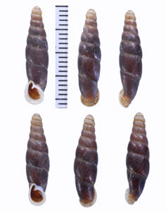 スミスナタマメギセル (仮称) Oospira smithi small