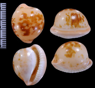 ゴシンカダカラの仲間 Cypraeovula volvens small
