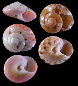 ハデニシキキサゴ Ethaliella pulchella small