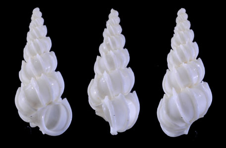 アメリカのイトカケガイの仲間02 Epitonium hindsii small