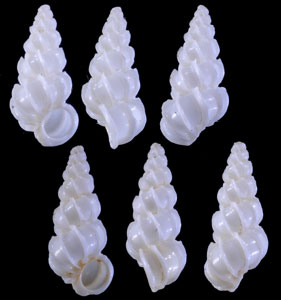 ナンアヒメネジガイ (仮称) Epitonium simplex small