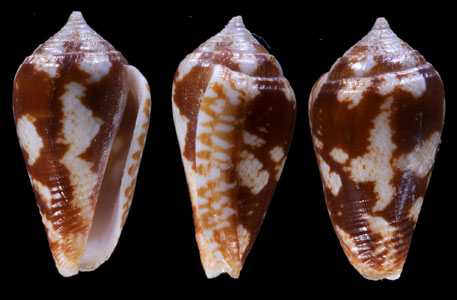 ダークイモガイダマシ Parametaria macrostoma small