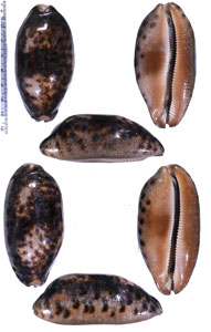 ムラクモダカラインド洋のform Chelycypraea testudinaria ingens small