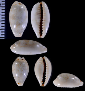サイウスムラサキダカラ Blasicrura pallidula rhinoceros small