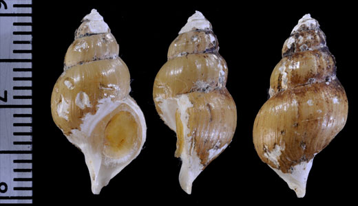 ヤマトホソバイ 大和細? Mohnia micra small