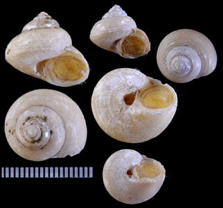ハイイロシタダミ Margarites schantaricus small