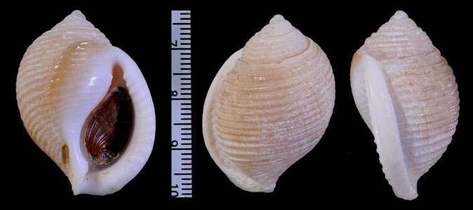 ヘソアキタマゴボラ Oocorys tosaensis small