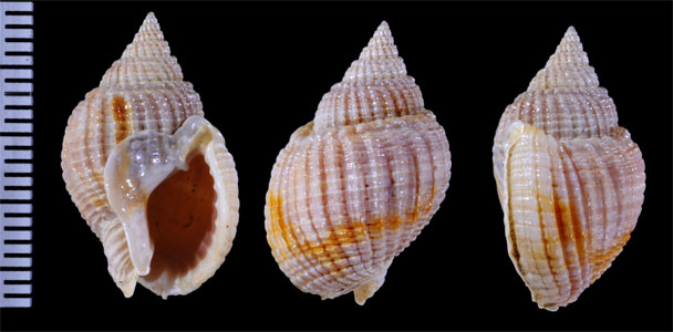 タヌキヨフバイ 狸余賦貝 Nassarius crematus small