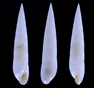 ホソセトモノガイ Melanella acicula small