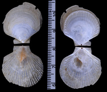 シマネニシキ? Polyneamussium alaskense shimanense small