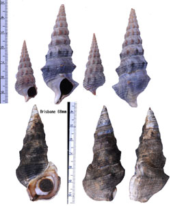カドバリキバウミニナ Pyrazus ebeninus small