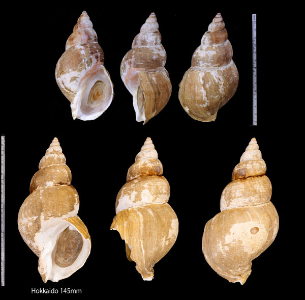 アライトエゾバイ 粗糸蝦夷? Buccinum araitonum small