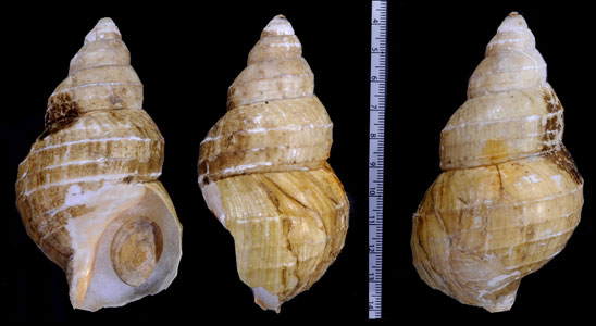 カシマナダバイ Buccinum kashimanum small