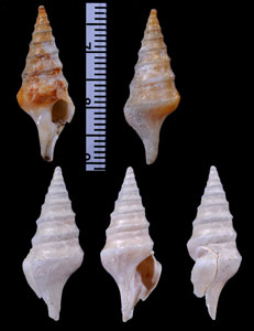 クチヅノイグチ 口角猪口 Makiyamaia subdeclivis small