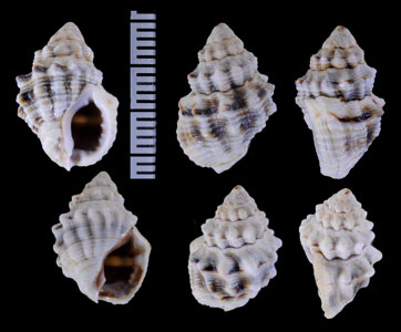 アツイガムシロ Hebra subspinosa small