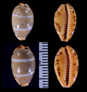 コガタカバホシダカラ Palmadusta lutea bizonata small