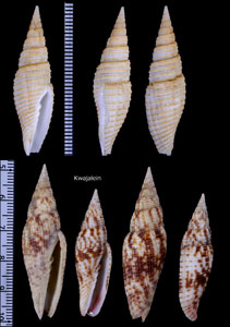 オオイトマキフデ Subcancilla interlirata pia small