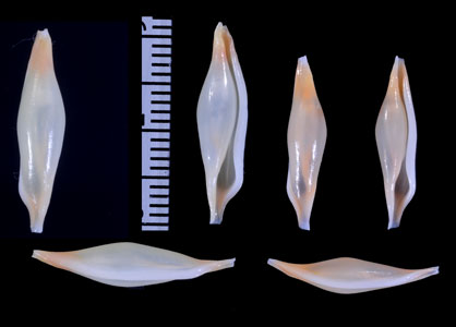 ソリキヌヅツミ Phenacovolva recurva small