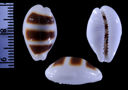 ウキダカラの一型 Palmadusta asellus bitaeniata small