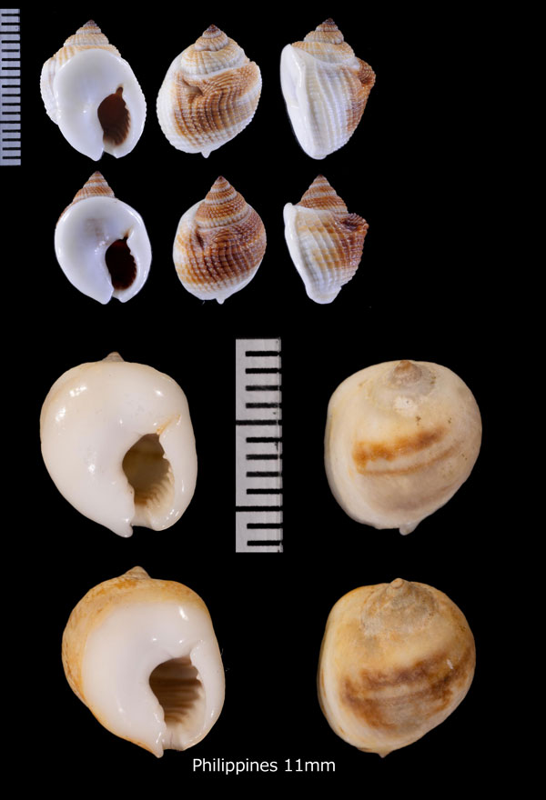 コブムシロ 瘤莚 Nassarius globosus small