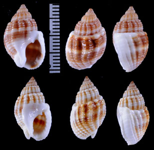 タイワンムシロ Nassa kieneri small