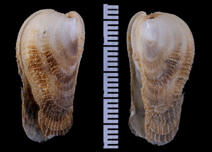 ヒメホウオウガイ Vulsella minor small