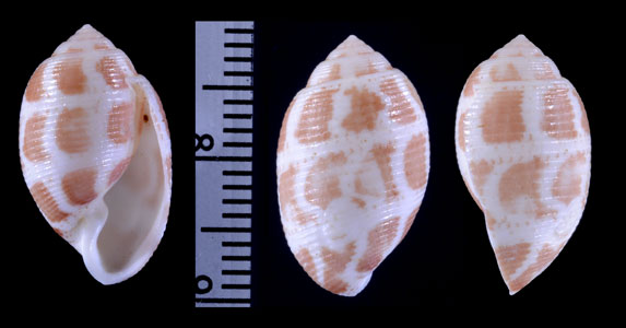 セブキジビキガイ Acteon cebuanus small