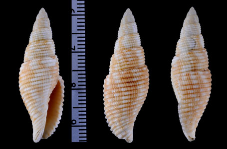 アラタエフデ 粗栲筆 Mitra suturata small