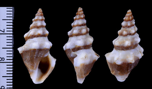 ヒレツノクダマキ Clavus canalicularis small