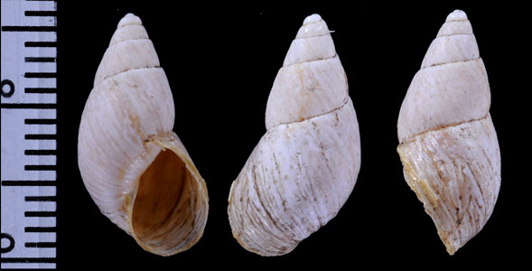 ケブカシモブクレマイマイ (仮称) Scutalus pilosus small