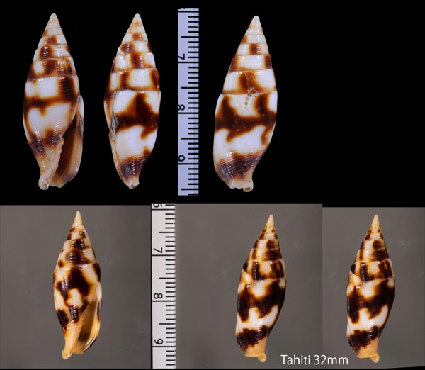 キツネフデ 狐筆 Mitra contracta small
