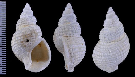 キムスメムシロ Nassarius wolffi small