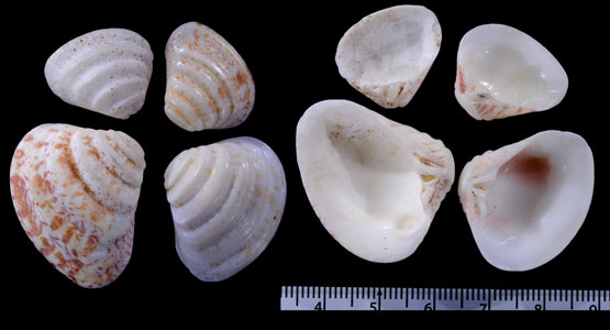 ナンアハナガイ (仮称) Comus platyaulax small