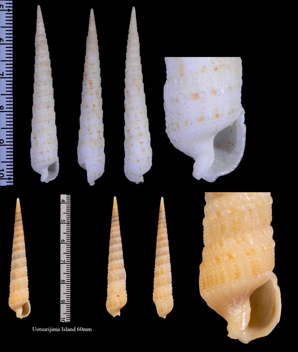 ゴマフニクタケ Terebra elliscrossi small