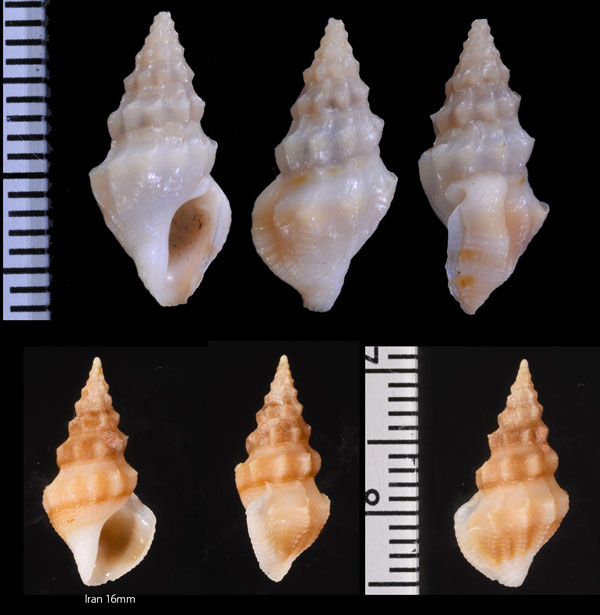 スジヒレツノクダマキ(仮称) Clavus devexistriatus small