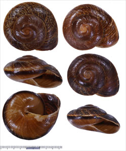 マスバテオオマイマイ Ryssota porphyria small