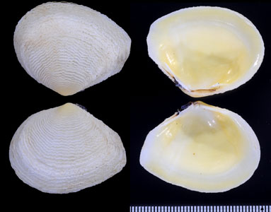 リュウキュウシラトリ Quidnipagus palatam small